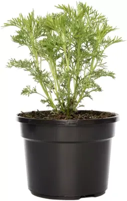 Artemisia abrotanum 'Maritima' (Colakruid) 15cm - afbeelding 1