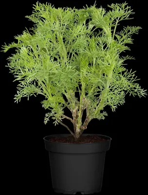 Artemisia (Citroenkruid) - afbeelding 1