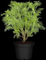 Artemisia (Citroenkruid) - afbeelding 1