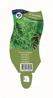 Artemisia dracunculus (Franse dragon) kopen?
