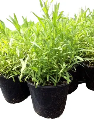 Artemisia dracunculus var. sativus (Dragon) - afbeelding 1
