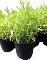 Artemisia dracunculus var. sativus (Dragon) - afbeelding 1