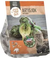 Artisjok 1 stuks - afbeelding 2