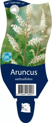 Aruncus aethusifolius (Geitebaard) - afbeelding 1