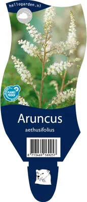 Aruncus aethusifolius (Geitebaard) - afbeelding 1