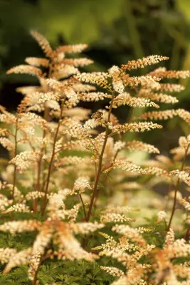 Aruncus aethusifolius (Geitebaard) - afbeelding 2