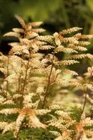 Aruncus aethusifolius (Geitebaard) - afbeelding 2