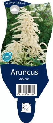 Aruncus dioicus (Geitebaard) - afbeelding 1