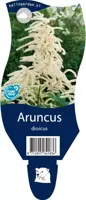 Aruncus dioicus (Geitebaard) - afbeelding 1