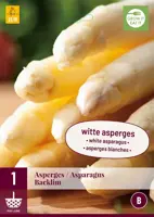 Asparagus backlim 1 stuks kopen?