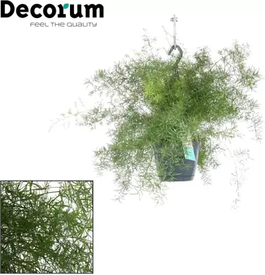 Asparagus densiflorus 'Sprengeri' (Sierasperge) 30cm - afbeelding 2