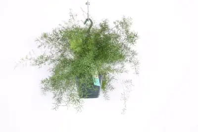 Asparagus densiflorus 'Sprengeri' (Sierasperge) 30cm - afbeelding 1
