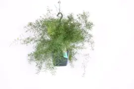 Asparagus densiflorus 'Sprengeri' (Sierasperge) 30cm - afbeelding 1