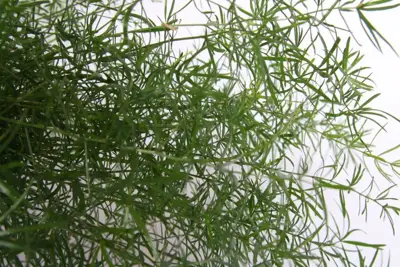 Asparagus densiflorus 'Sprengeri' (Sierasperge) 30cm - afbeelding 3