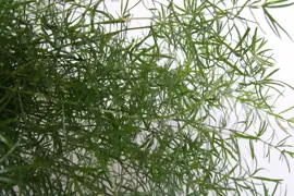 Asparagus densiflorus 'Sprengeri' (Sierasperge) 30cm - afbeelding 3