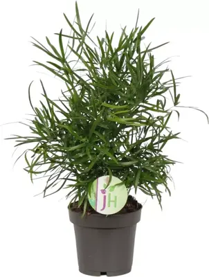 Asparagus falcatus (Sierasperge) 35cm - afbeelding 1