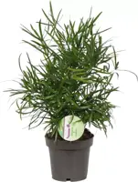 Asparagus falcatus (Sierasperge) 35cm - afbeelding 1