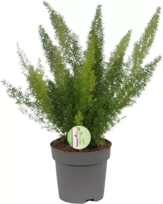 Asparagus meyeri (Sierasperge) 35cm - afbeelding 1