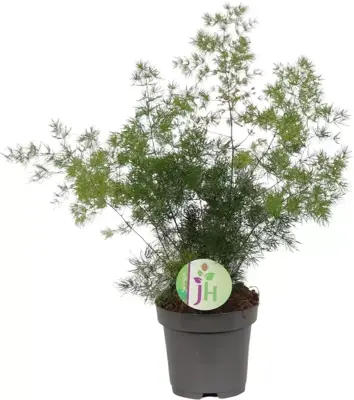Asparagus myriocladus (Sierasperge) 70cm - afbeelding 1