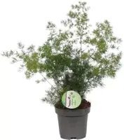 Asparagus myriocladus (Sierasperge) 70cm - afbeelding 1
