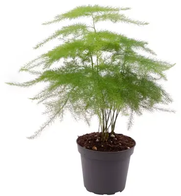 Asparagus plumosus (Aspergeplant) 15cm - afbeelding 1