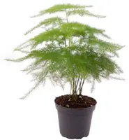 Asparagus plumosus (Aspergeplant) 15cm - afbeelding 1