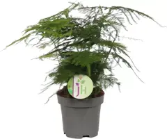 Asparagus plumosus (Sierasperge) 70cm - afbeelding 1
