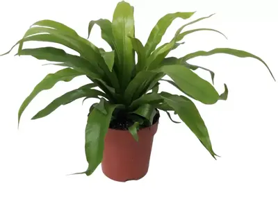 Asplenium antiquum (Streepvaren) 35cm - afbeelding 2