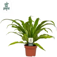 Asplenium antiquum (Streepvaren) 35cm - afbeelding 1