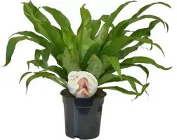 Asplenium antiquum (Streepvaren) 50cm - afbeelding 1
