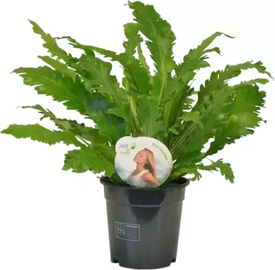 Asplenium campio (Streepvaren) 50cm - afbeelding 1