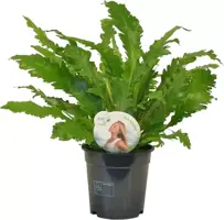 Asplenium campio (Streepvaren) 50cm - afbeelding 1