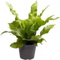 Asplenium 'Crispy wave' (Nestvaren) 15cm - afbeelding 1