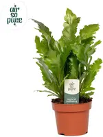 Asplenium nidus 'Campio' (Streepvaren) 30cm - afbeelding 1