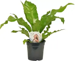 Asplenium nidus campio (Tongvaren) 60cm - afbeelding 1