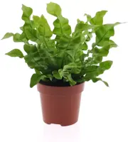 Asplenium nidus 'Crispy Wave' (Streepvaren) 25cm - afbeelding 1