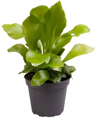 Asplenium nidus (Nestvaren) 15cm - afbeelding 1