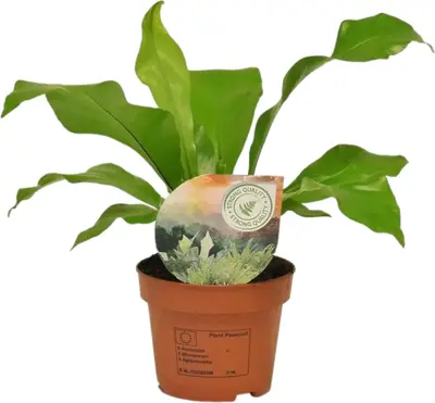 Asplenium nidus (Tongvaren) 35cm - afbeelding 1