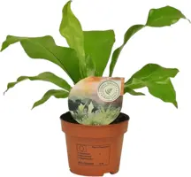 Asplenium nidus (Tongvaren) 35cm - afbeelding 1