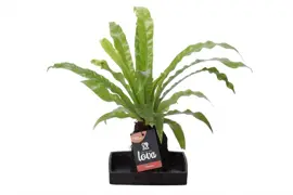 Asplenium op lava steen (Nestvaren) 30cm - afbeelding 1