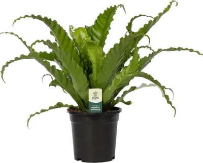 Asplenium 'Osaka' (Nestvaren) 40cm - afbeelding 1