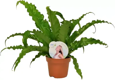 Asplenium osaka (Streepvaren) 35cm - afbeelding 1