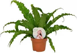 Asplenium osaka (Streepvaren) 35cm - afbeelding 1