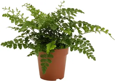 Asplenium parvati (Streepvaren) 35cm - afbeelding 2