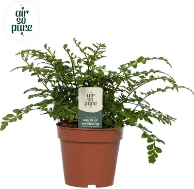 Asplenium parvati (Streepvaren) 35cm - afbeelding 1