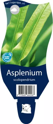 Asplenium scolopendrium (Tongvaren) - afbeelding 1