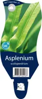 Asplenium scolopendrium (Tongvaren) - afbeelding 1