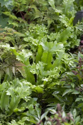 Asplenium scolopendrium (Tongvaren) - afbeelding 1