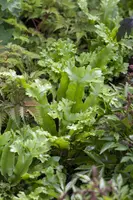 Asplenium scolopendrium (Tongvaren) - afbeelding 1