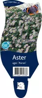 Aster ageratoides 'Asran' (Herfstaster) - afbeelding 1